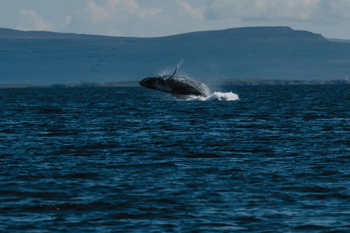 Buckelwal springt vor der Küste der Westfjorde