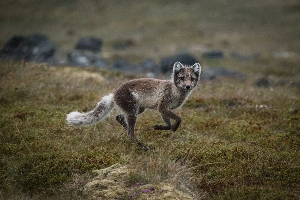 Westfjorde Aktiv