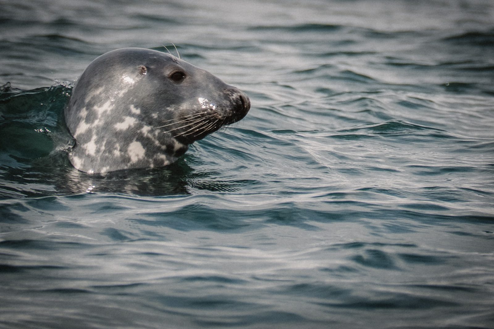 Nord-Adventure-Reise in den Westfjorden