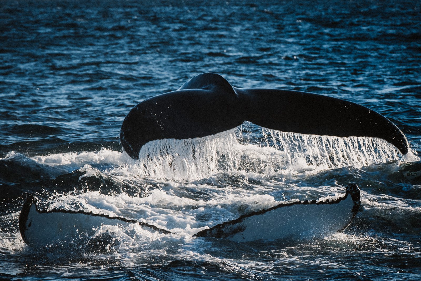 Nord-Adventure-Reise in den Westfjorden